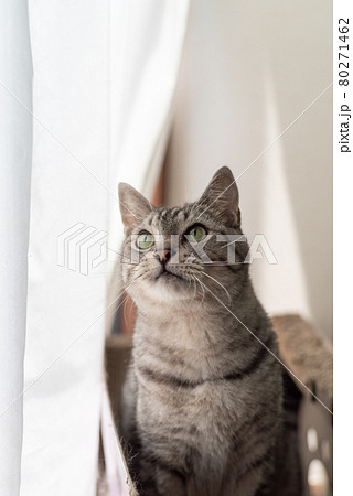 上を見る猫 サバトラ猫 上を見る猫 サバトラ猫 80271462