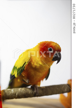 Bird sick (Sun conure) sitting on a cage. Bird sick (Sun conure) sitting on a cage. 80271730