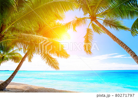 Coconut Palm trees on white sandy beach in Punta Cana, Dominican Republic. 80271797