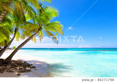 Coconut Palm trees on white sandy beach in Punta Cana, Dominican Republic. Coconut Palm trees on white sandy beach in Punta Cana, Dominican Republic. 80271798