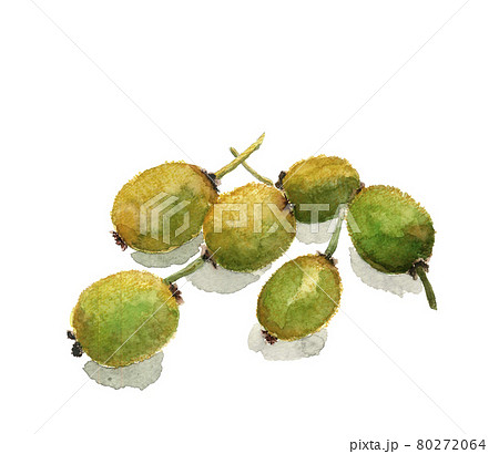 もぎたてキウイ影付き【水彩画】果物、フルーツ素材 白バック コピースペースあり 80272064