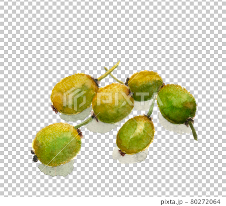 もぎたてキウイ影付き【水彩画】果物、フルーツ素材 白バック コピースペースあり 80272064