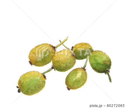 もぎたてキウイ【水彩画】果物、フルーツ素材 白バック コピースペースあり もぎたてキウイ【水彩画】果物、フルーツ素材 白バック コピースペースあり 80272065