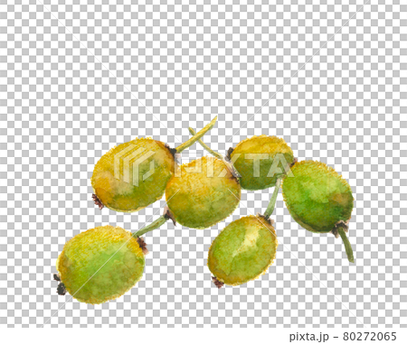 もぎたてキウイ【水彩画】果物、フルーツ素材 白バック コピースペースあり もぎたてキウイ【水彩画】果物、フルーツ素材 白バック コピースペースあり 80272065