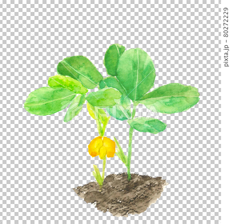 畑の落花生の花【水彩画】白バック コピースペースあり 80272229