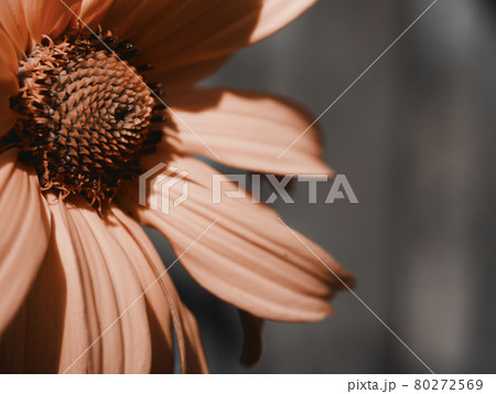 Arnica montana, also known as wolf's bane, leopard's bane, mountain tobacco and mountain arnica. Arnica montana is used as an herbal medicine for analgesic and anti-inflammatory purposes. Close-up. Arnica montana, also known as wolf's bane, leopard's bane, mountain tobacco and mountain arnica. Arnica montana is used as an herbal medicine for analgesic and anti-inflammatory purposes. Close-up. 80272569