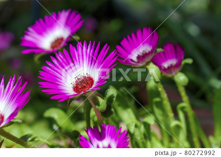 マツバギク 松葉菊 マツバギク 松葉菊 80272992