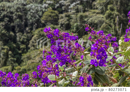 close-up of purple flowers with forest in the background close-up of purple flowers with forest in the background 80273071
