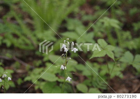 帝釈山のオサバグサ 80273190