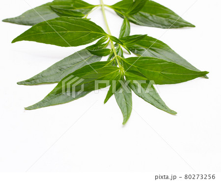 Kariyat or Andrographis paniculata green leaves on white background. 80273256