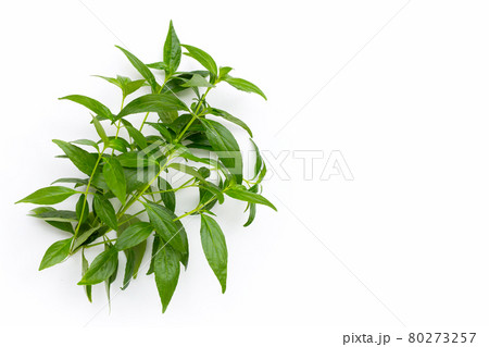 Kariyat or Andrographis paniculata green leaves on white background. Kariyat or Andrographis paniculata green leaves on white background. 80273257
