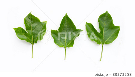 Passion fruit leaves on white background. Passion fruit leaves on white background. 80273258