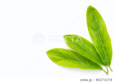 Galanga leaves on white background. 80273259
