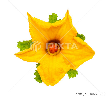 Green pumpkin flower on white background. Green pumpkin flower on white background. 80273260