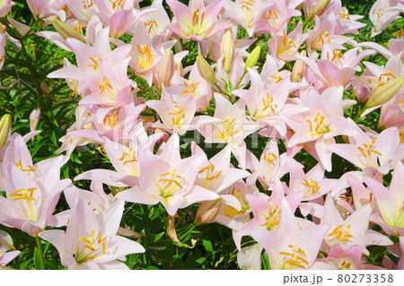 月岡公園のユリ園、魚沼市、新潟県、日本 80273358