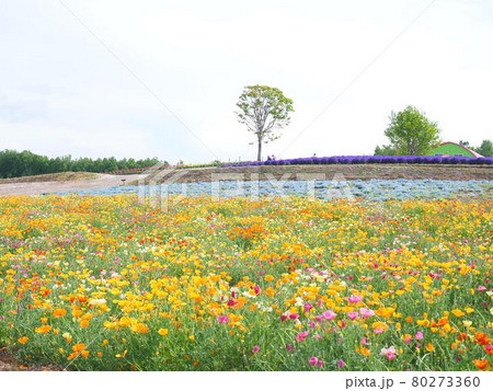 北海道の風景 美瑛四季彩の丘 ポピー畑 80273360
