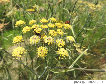 セリ科の多年草 ブロンズフェンネル の写真素材
