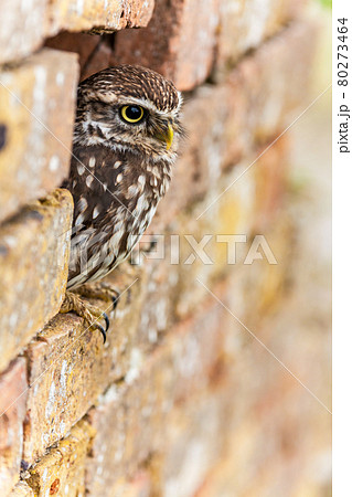 Little Owl Looking Out of a Hole in a Wall 80273464