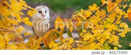 Barn Owl in a Tree During Autumn or Fall 80273465