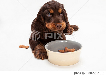 Cute Cocker Spaniel Puppy Dog Eating Biscuits in Bowl 80273466