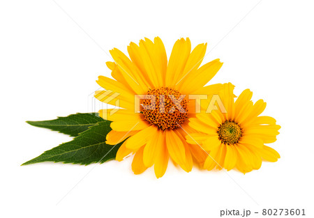 Calendula flowers isolated on white background. Marigold flower. Medicinal herbal plant. Calendula flowers isolated on white background. Marigold flower. Medicinal herbal plant. 80273601
