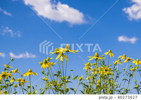 キクイモの花 キクイモの花 80273627