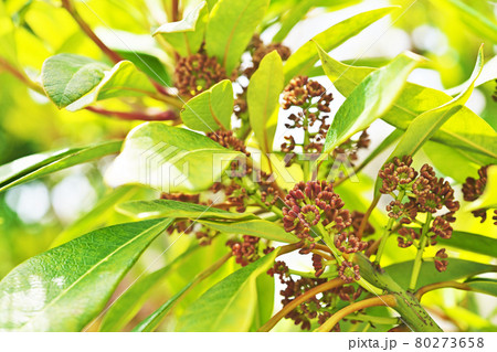 茶色のヒメユズリハの花 茶色のヒメユズリハの花 80273658