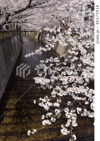快晴の春、満開になった目黒川の桜。別所橋から桜橋を見通して満開の桜を写す。 80273916