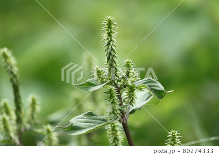 ひなたいのこずち 80274333