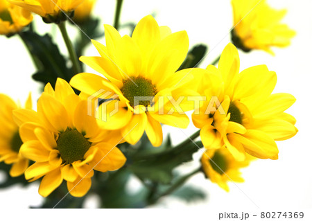 黄色い小菊 80274369
