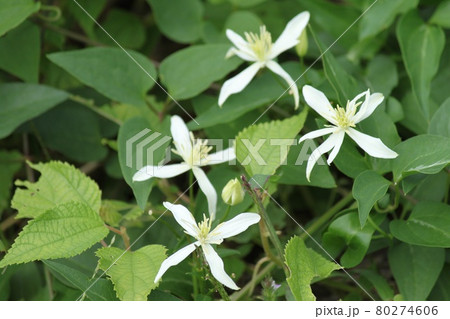 仙人草 仙人草 80274606