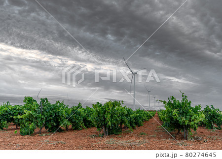 Vast vineyard and modern windmills under gray sky Vast vineyard and modern windmills under gray sky 80274645