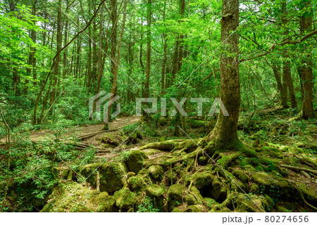深い森の中・青木ヶ原樹海 80274656