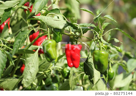 赤いピーマン 80275144