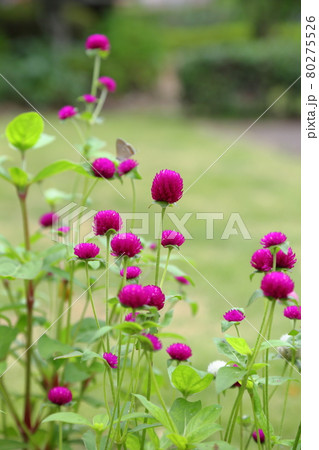 千日紅～静岡県磐田市・旧赤松家 80275526