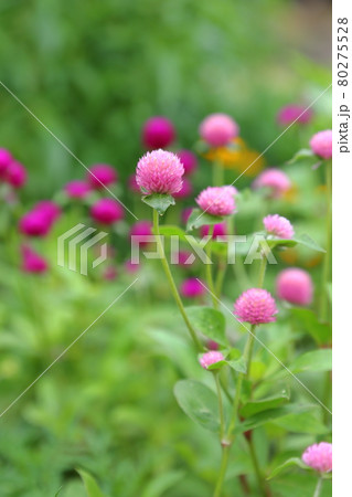 千日紅～静岡県磐田市・旧赤松家 80275528