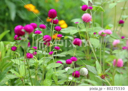 千日紅～静岡県磐田市・旧赤松家 80275530