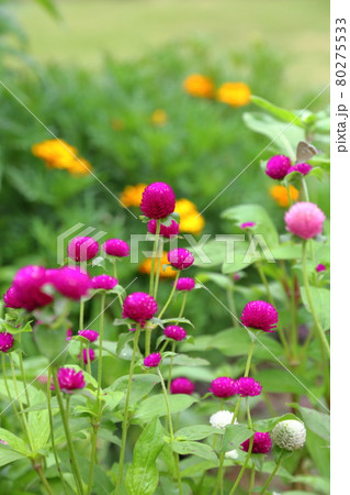 千日紅～静岡県磐田市・旧赤松家 80275533