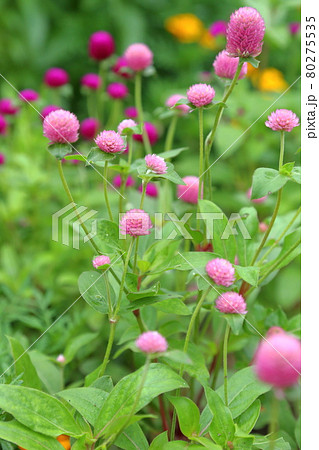 千日紅～静岡県磐田市・旧赤松家 80275535