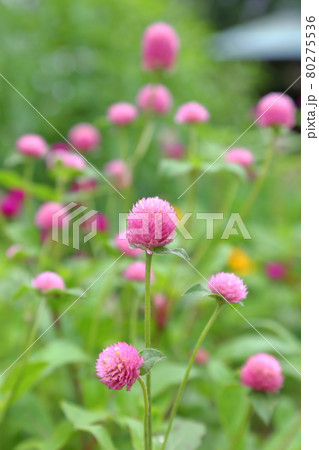 千日紅～静岡県磐田市・旧赤松家 80275536