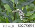 白い花 80275654