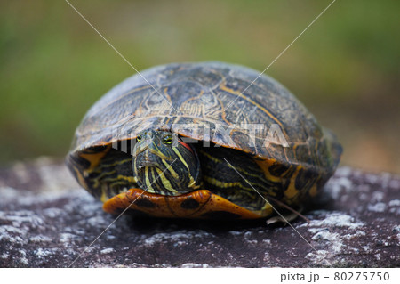 夏の公園にいる可愛い亀の様子の写真素材