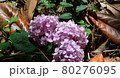 アジサイの花 80276095