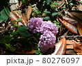 アジサイの花 80276097