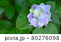 アジサイの花 80276098