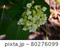 アジサイの花 80276099