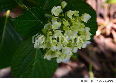 アジサイの花 アジサイの花 80276099