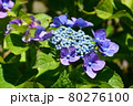 アジサイの花 80276100