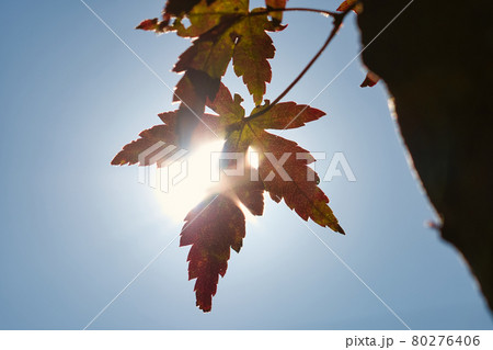 太陽をバックにモミジ 80276406