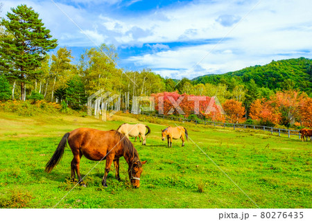 秋の開田公園と木曽馬 80276435